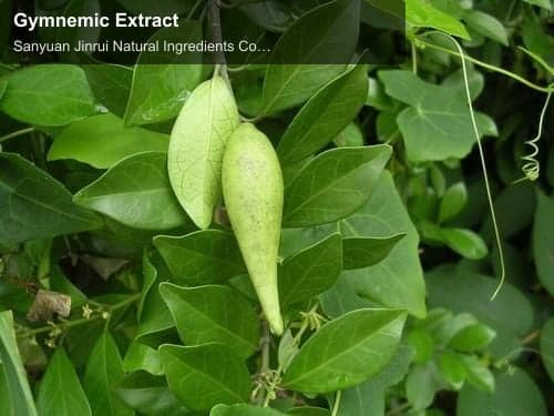 Gymnemic Extract