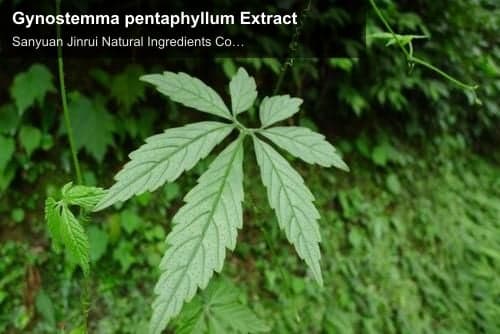 Gynostemma pentaphyllum Extract