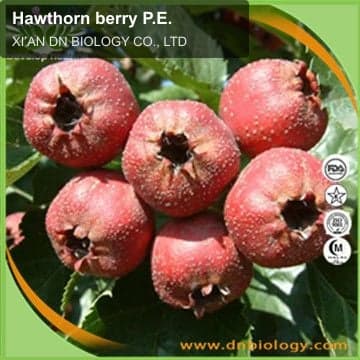 Hawthorn berry P.E.