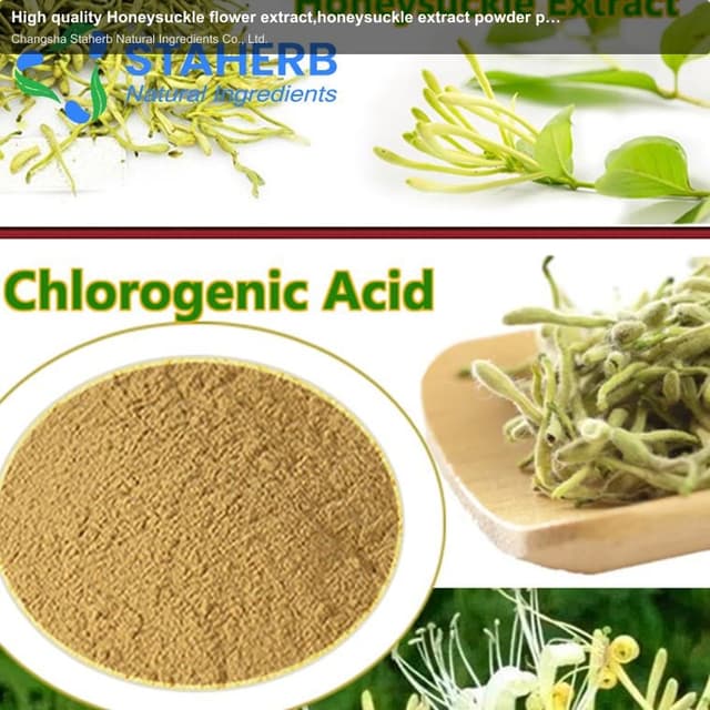 High quality Honeysuckle flower extract,honeysuckle extract powder pure chlorogenic acid 10%-98%