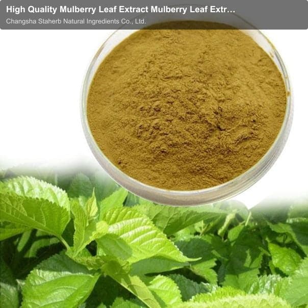 High Quality Mulberry Leaf Extract Mulberry Leaf Extract Powder 1-dnj Manufacturer
