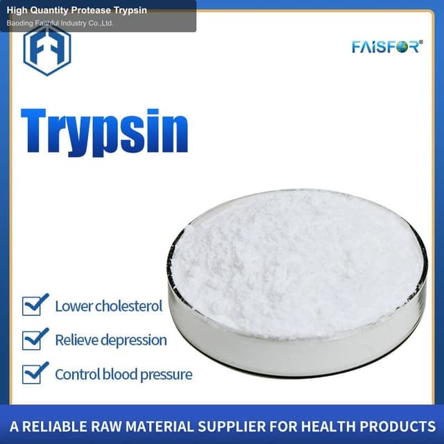 High Quantity Protease Trypsin