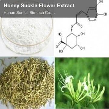 Honey Suckle Flower Extract