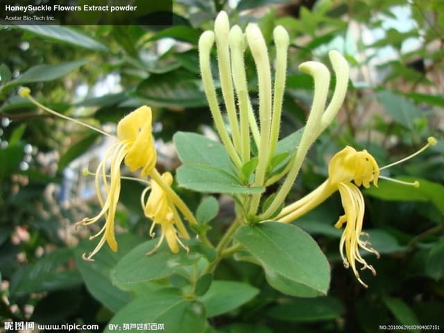 HoneySuckle Flowers Extract powder