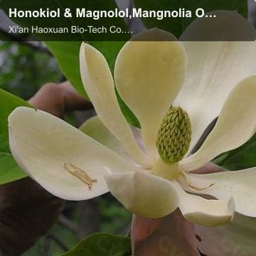 Honokiol & Magnolol,Mangnolia Officinalis Extract,Mangnolia Officinalis extract