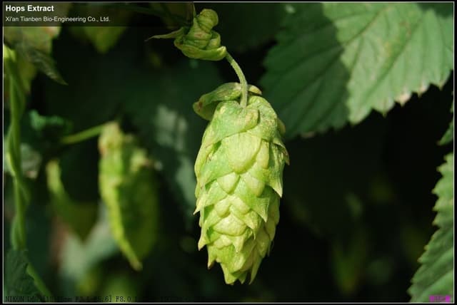 Hops Extract