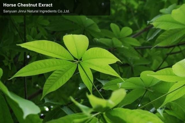 Horse Chestnut Exract