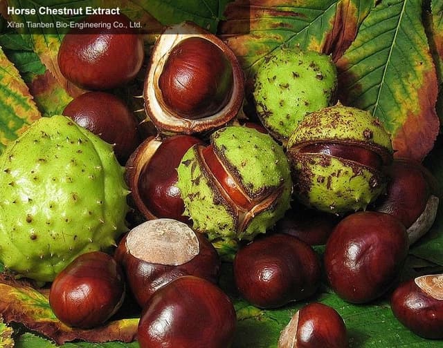 Horse Chestnut Extract
