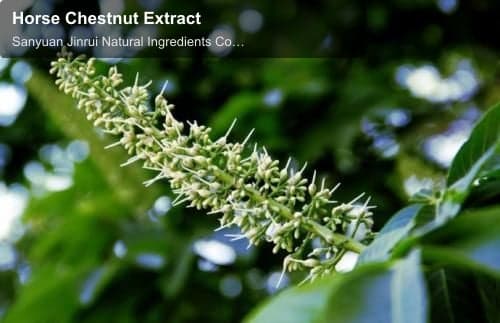 Horse Chestnut Extract