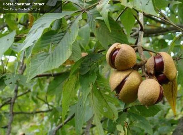 Horse chestnut Extract