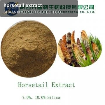 horsetail extract