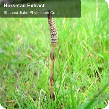 Horsetail Extract