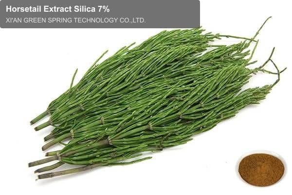 Horsetail Extract Silica 7%