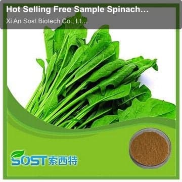 Hot Selling Free Sample Spinach Powder