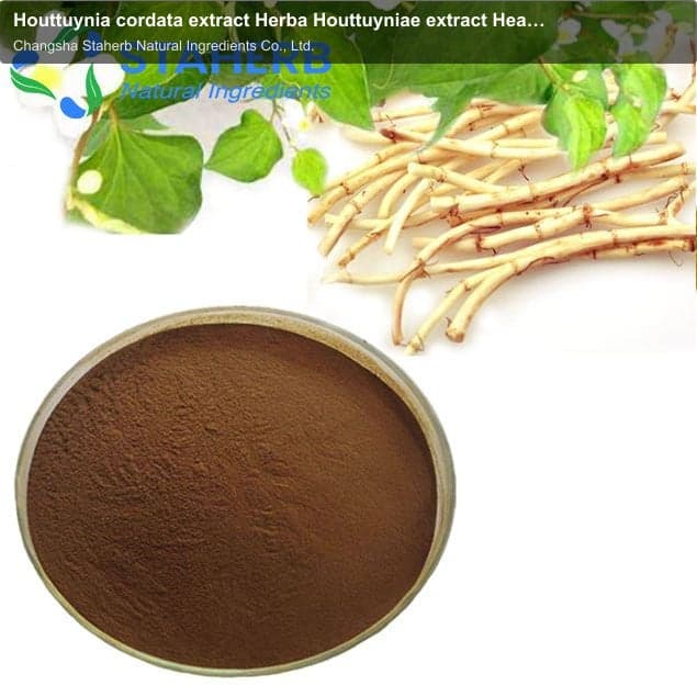 Houttuynia cordata extract Herba Houttuyniae extract Heartleaf Houttuynia Herb extract Houttuynia ex