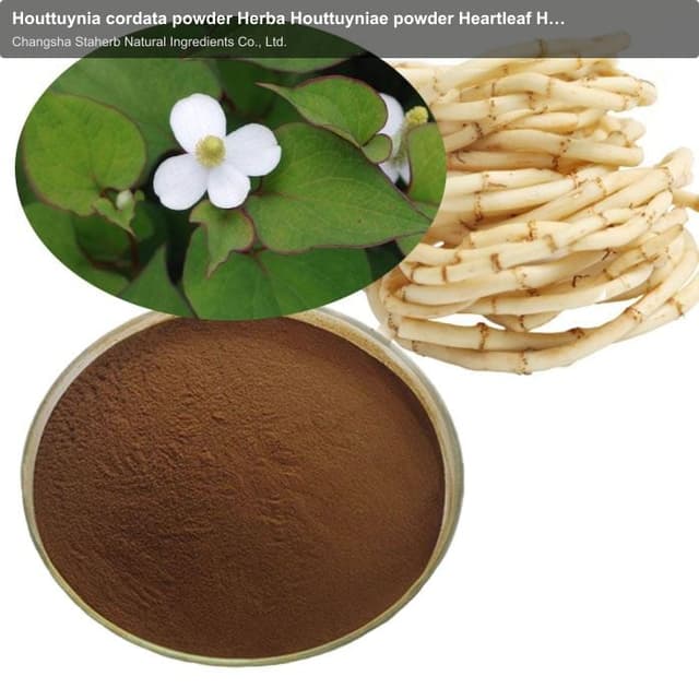 Houttuynia cordata powder Herba Houttuyniae powder Heartleaf Houttuynia Herb powder Houttuynia powde