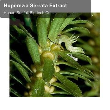 Huperezia Serrata Extract