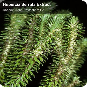 Huperzia Serrata Extract