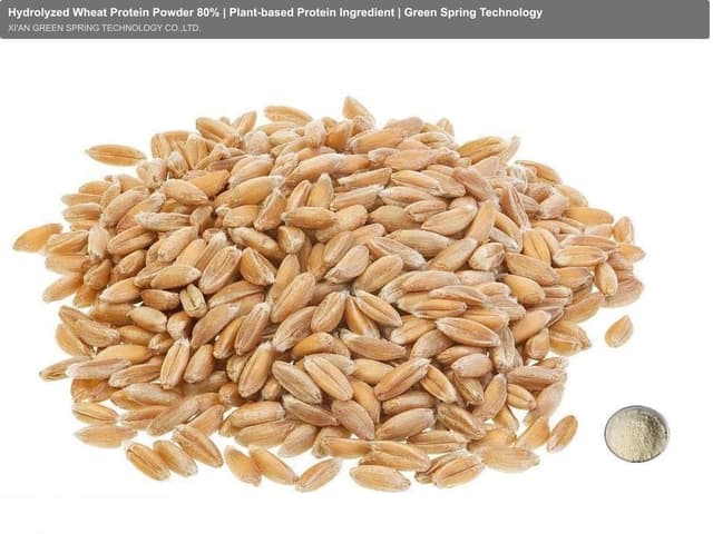 Hydrolyzed Wheat Protein Powder 80% | Plant-based Protein Ingredient | Green Spring Technology