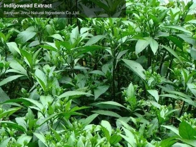 Indigowoad Extract