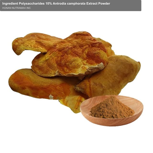 Ingredient Polysaccharides 10% Antrodia camphorata Extract Powder
