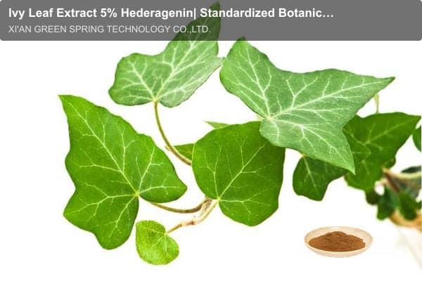 Ivy Leaf Extract 5% Hederagenin| Standardized Botanical Extract | Green Spring Technology