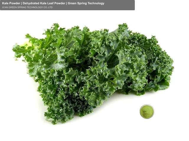 Kale Powder | Dehydrated Kale Leaf Powder | Green Spring Technology