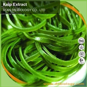 Kelp Extract