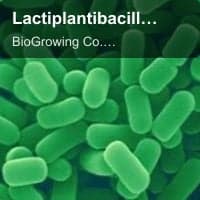 Lactiplantibacillus plantarum Lp-G18
