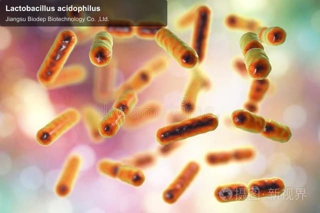 Lactobacillus acidophilus