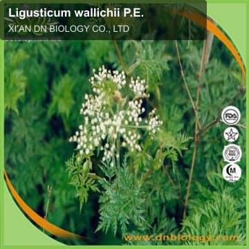 Ligusticum wallichii P.E.