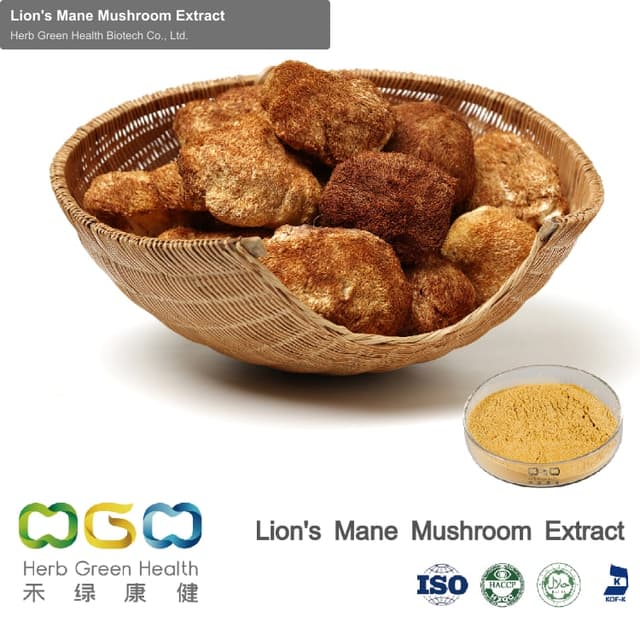 Lion's Mane Mushroom Extract