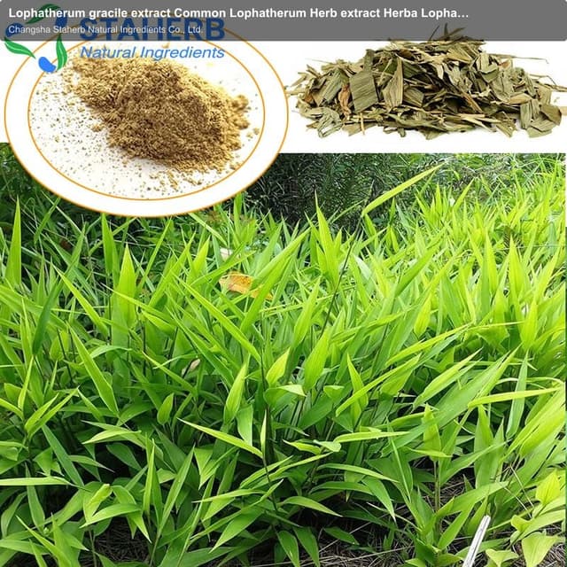 Lophatherum gracile extract Common Lophatherum Herb extract Herba Lophatheri extract Lophatherum gra