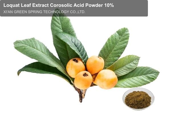 Loquat Leaf Extract Corosolic Acid Powder 10%
