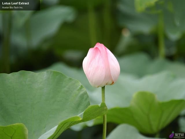 Lotus Leaf Extract