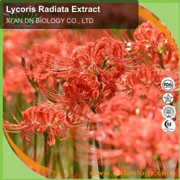 Lycoris Radiata Extract