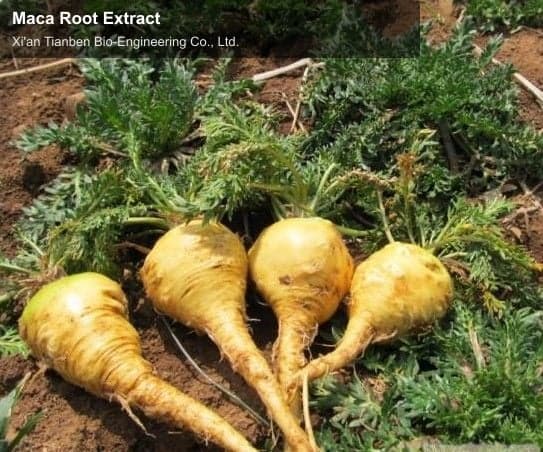 Maca Root Extract