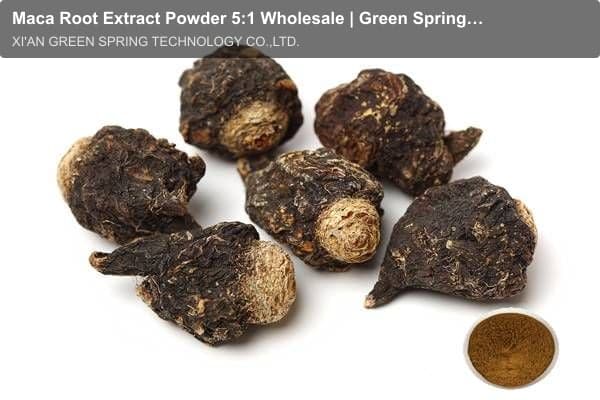 Maca Root Extract Powder 5:1 Wholesale | Green Spring Technology