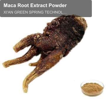 Maca Root Extract Powder