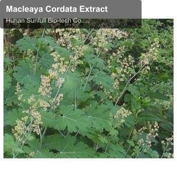 Macleaya Cordata Extract