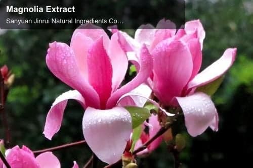 Magnolia Extract