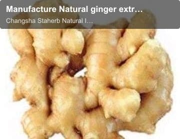Manufacture Natural ginger extract powder
