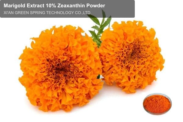 Marigold Extract 10% Zeaxanthin Powder
