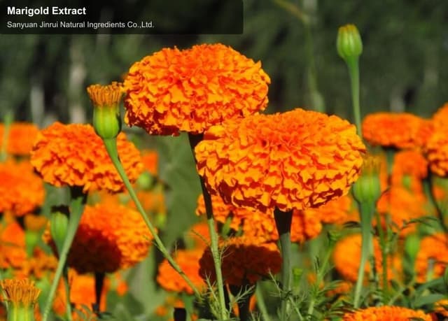 Marigold Extract