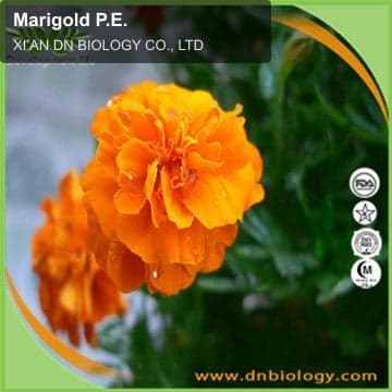 Marigold P.E.
