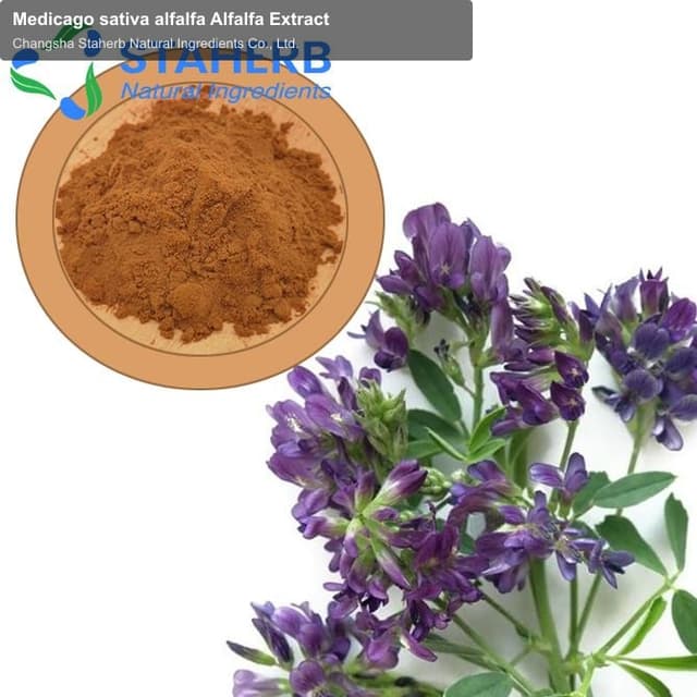 Medicago sativa alfalfa Alfalfa Extract