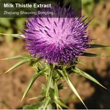 Milk Thistle Extract