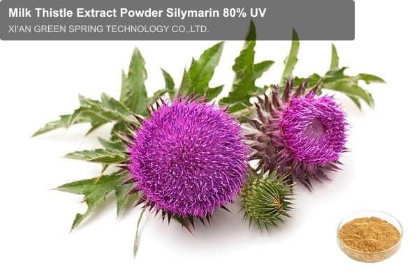 Milk Thistle Extract Powder Silymarin 80% UV