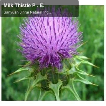 Milk Thistle P . E.
