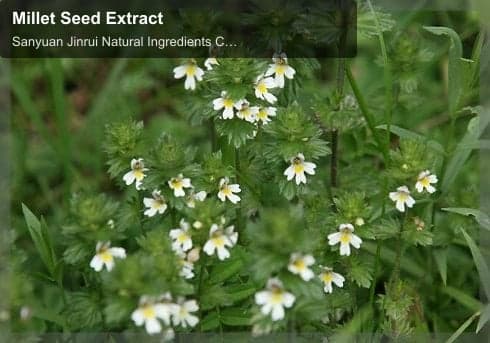 Millet Seed Extract